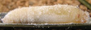 Pupae
